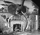 1940S 1950S Room With Big Game Trophies Mounted Around A Fireplace 1940S 1950S Room With Big Game Trophies Mounted Around A Fireplace