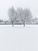 Stock Image of Fir trees covered in snow ie377-035 - Search Stock