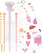 Stock Illustration of Autonomic Nervous System Spinal Cord and Organs