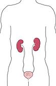 Super Anatomy 1 (Page 5) - stock illustration clip art. Buy royalty