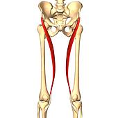 Sartorius