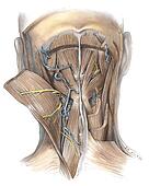 suboccipital