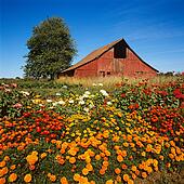 Old barn doors