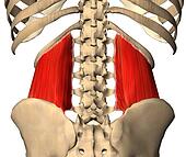 Stock Illustrations of Posterior view of the serratus posterior ...