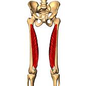 Stock Illustration of Posterior view of the thigh showing the vastus ...