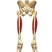 Stock Illustration of Posterior view of the thigh showing the pectineus ...