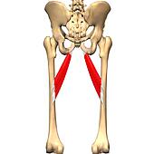 Stock Illustration of Posterior view of the thigh showing the pectineus ...