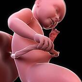 胎児 において ２９ 週 ｱｰﾄﾜｰｸ イラスト U Fotosearch